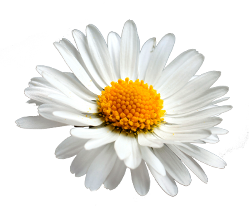 HOPE the Project - Healing of planet earth by Nina Messinger