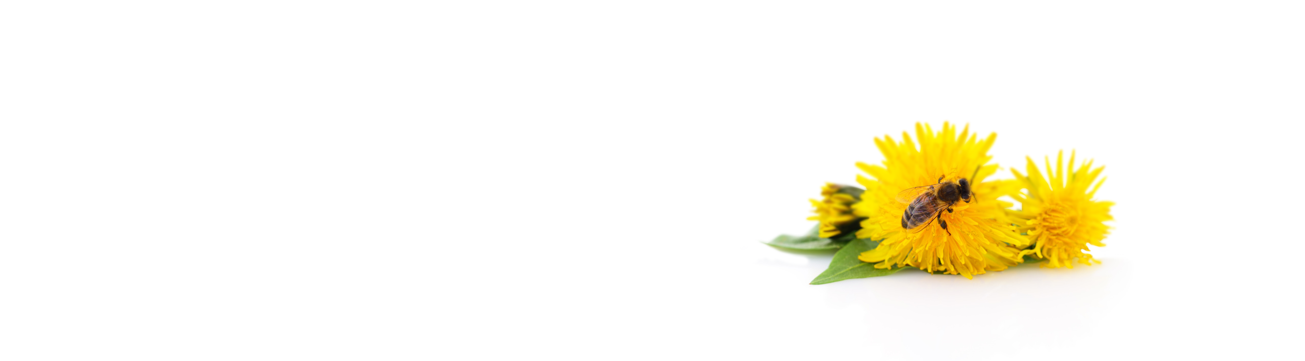 HOPE the Project - Healing of planet earth by Nina Messinger